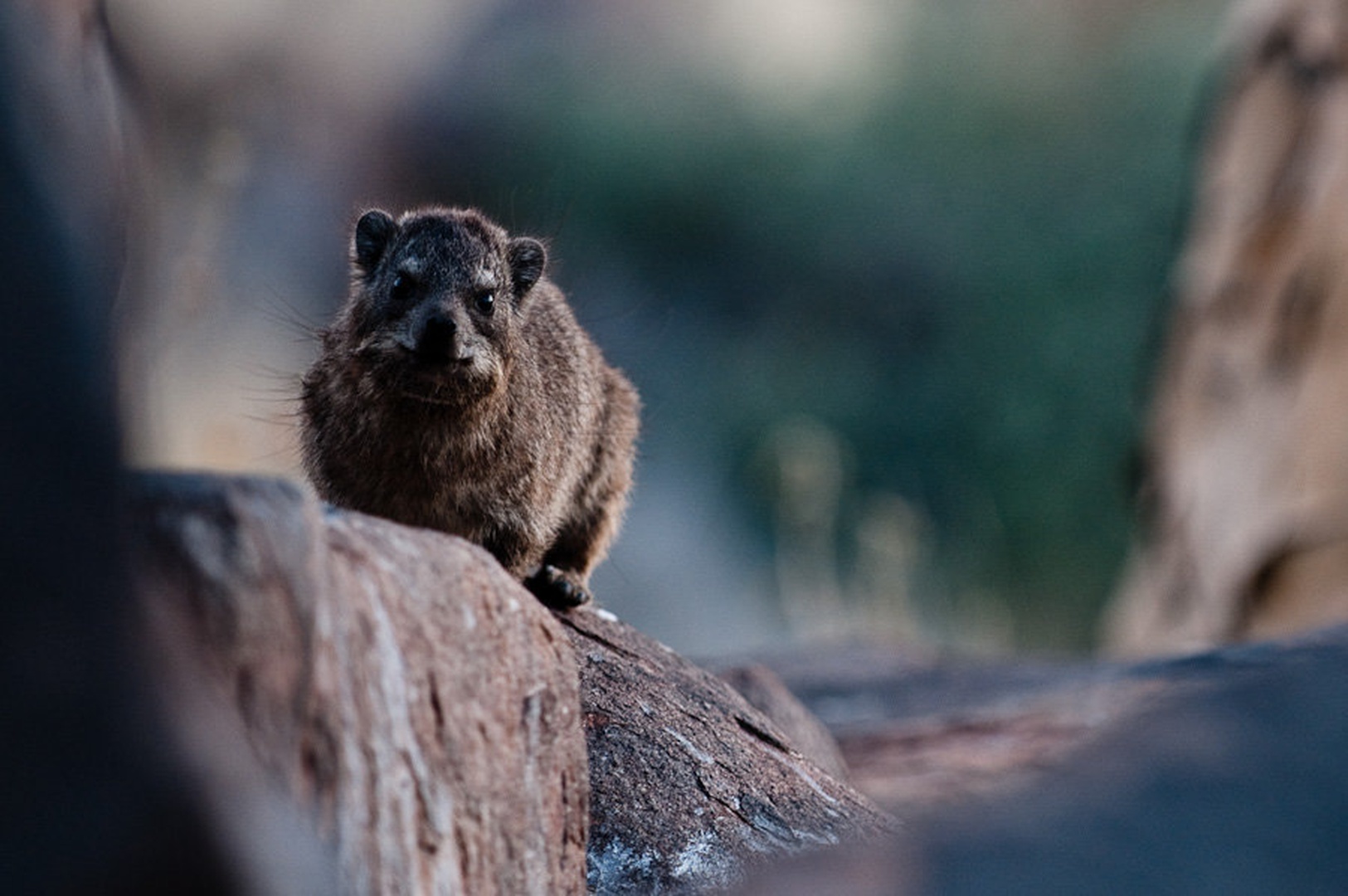 Dassie by Gorazd Golob