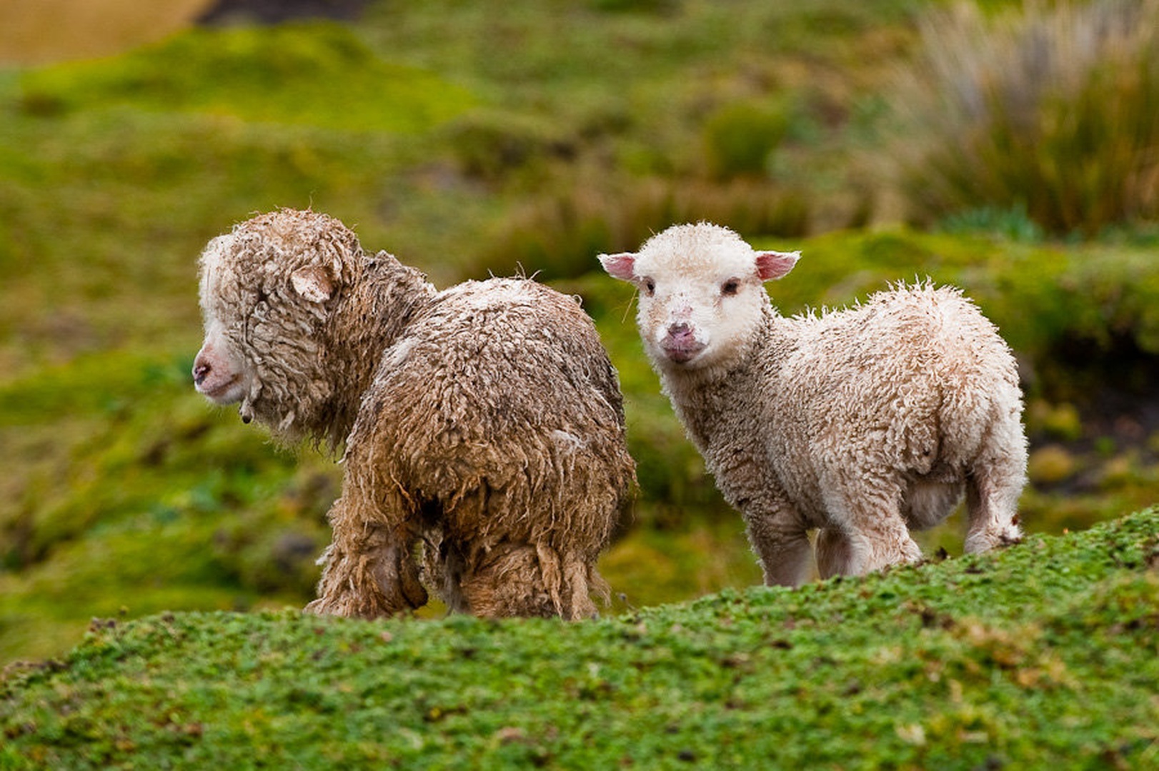 cute by Gorazd Golob