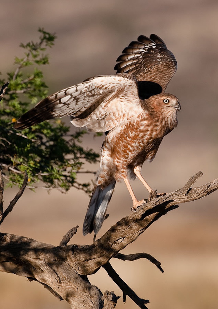 Balance by Gorazd Golob