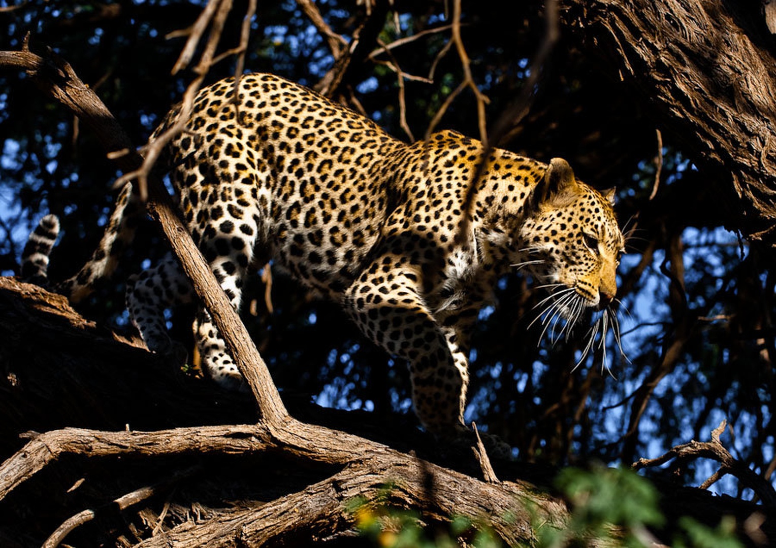 Pridem dol... by Gorazd Golob