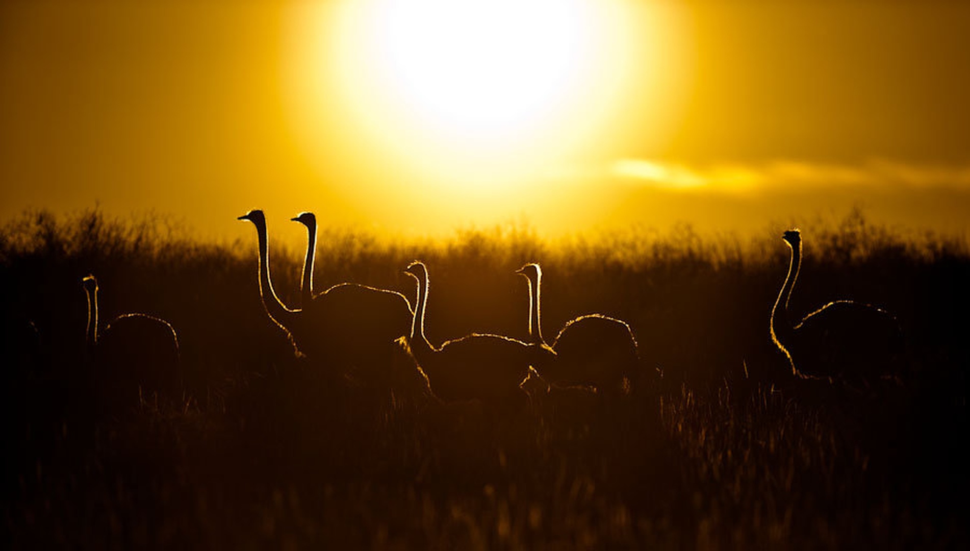Jutro by Gorazd Golob