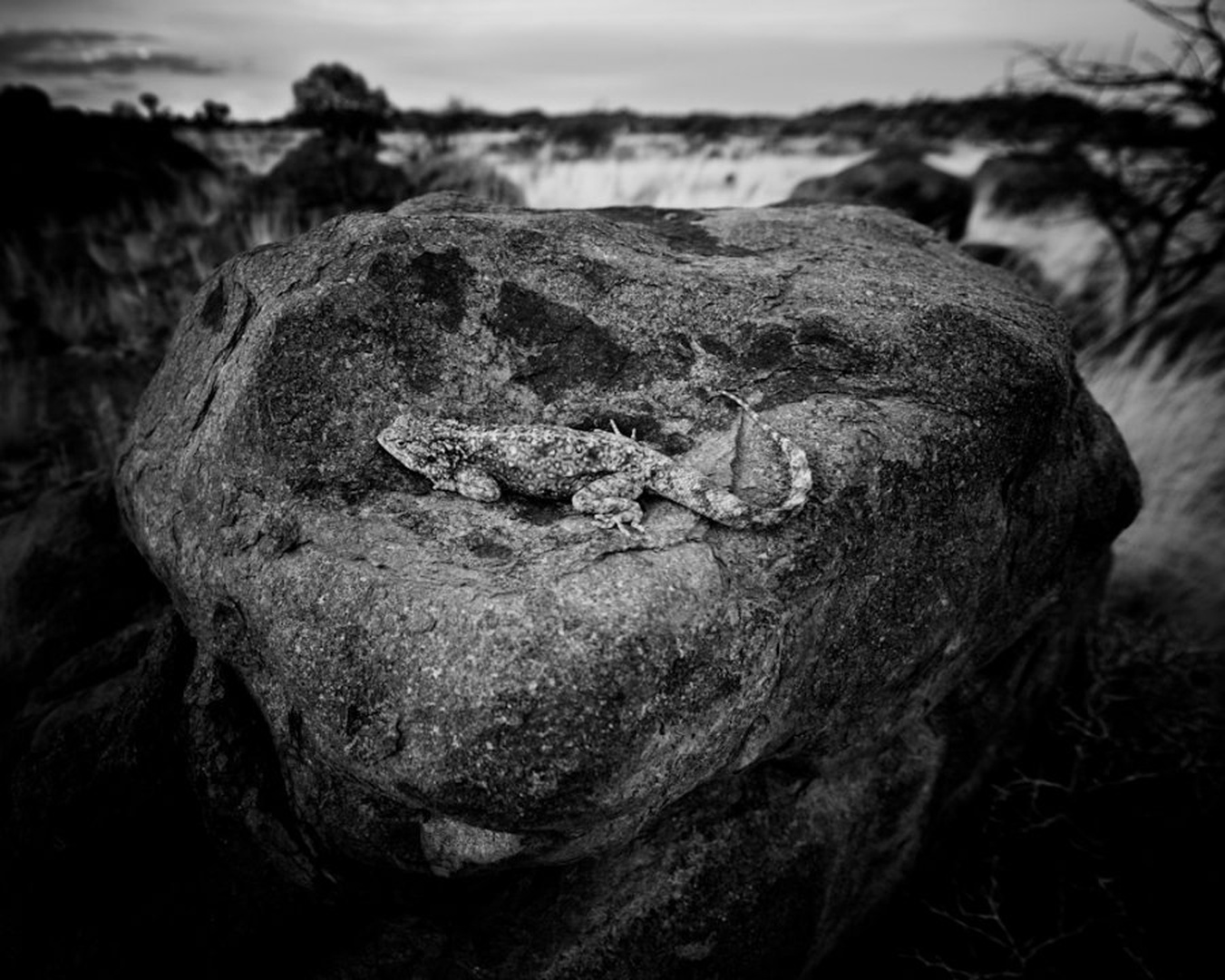 Simbioza by Gorazd Golob