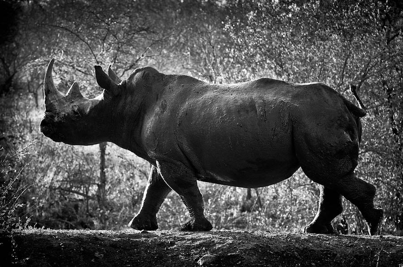 Ponos by Gorazd Golob