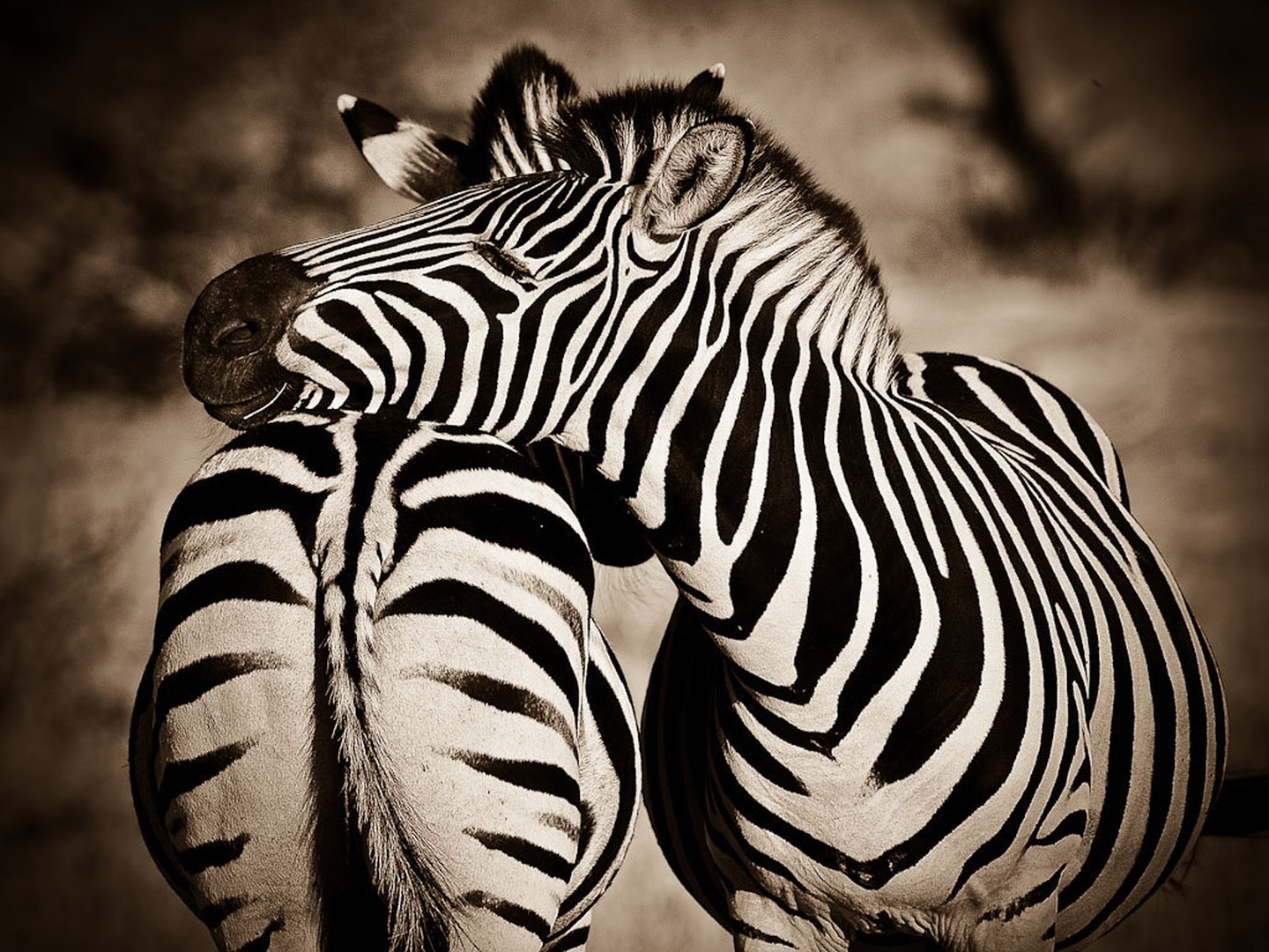 Kolega by Gorazd Golob