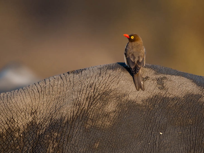 Oxpecker in rhinoland by Gorazd Golob