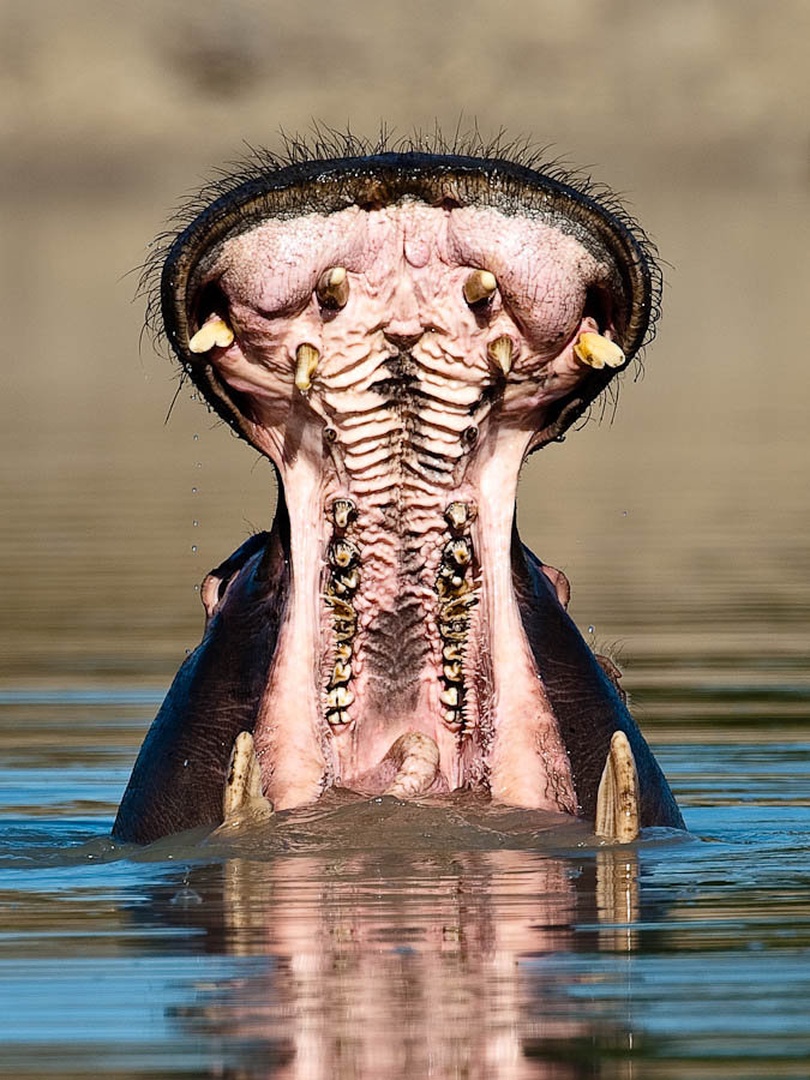 Odprto by Gorazd Golob