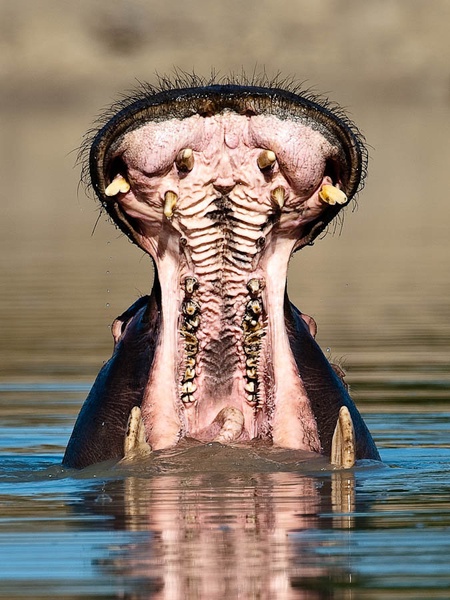 Odprto by Gorazd Golob