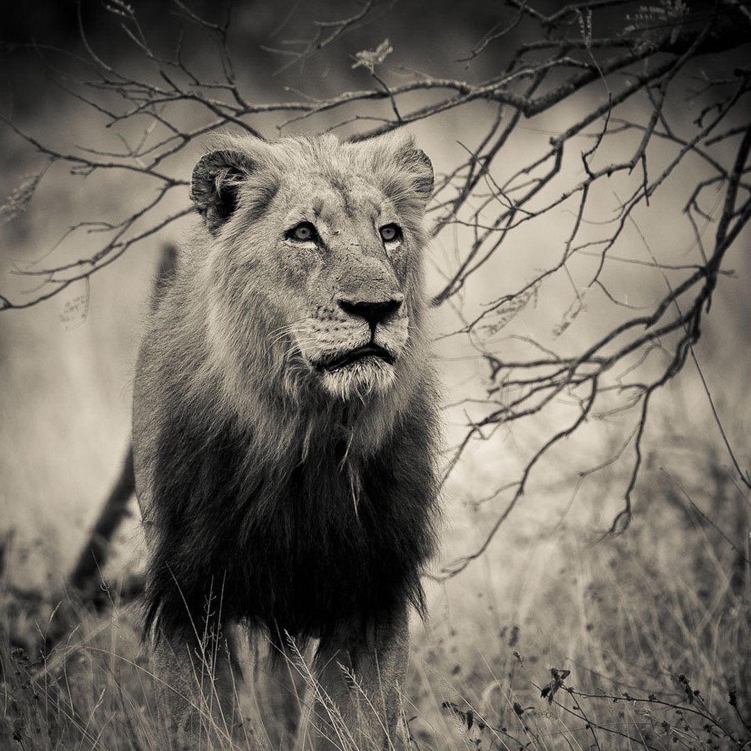 Duke by Gorazd Golob