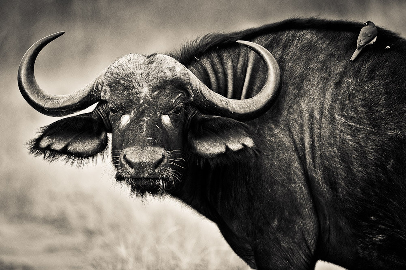 Sodelavca by Gorazd Golob