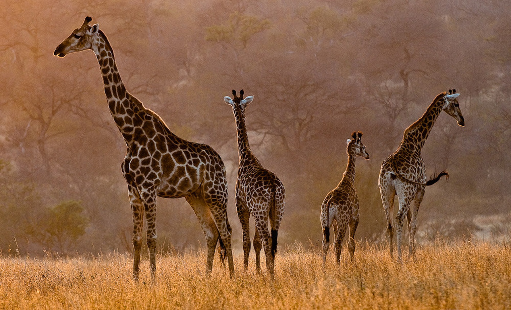 4 by Gorazd Golob