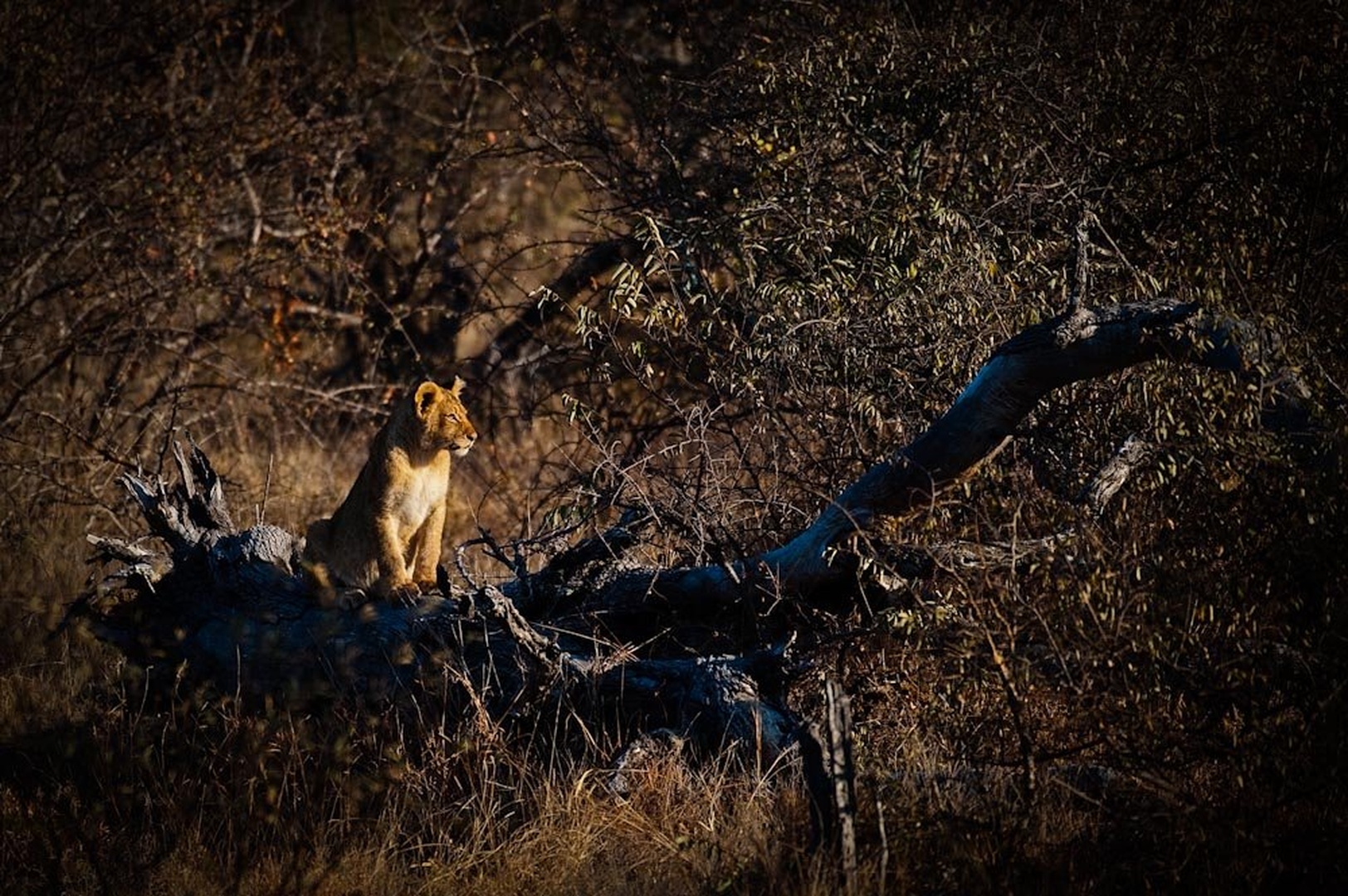 Prihodnost? by Gorazd Golob