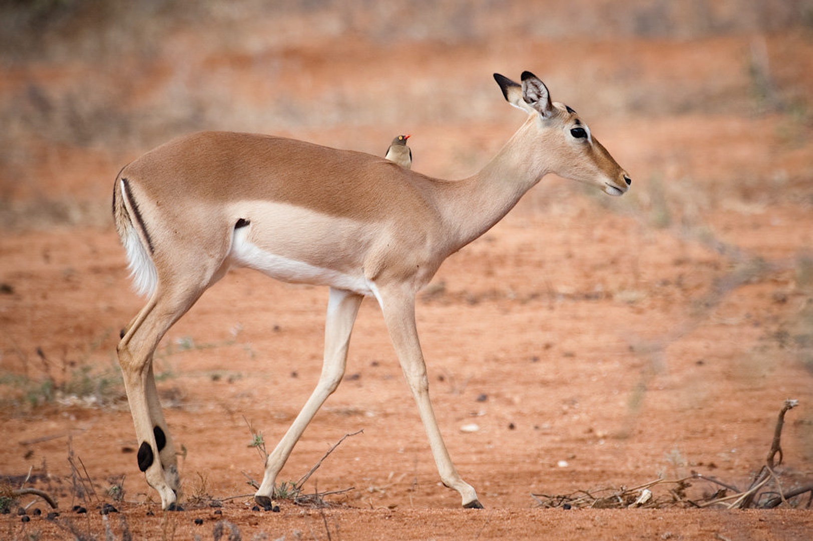 Impalatrans by Gorazd Golob