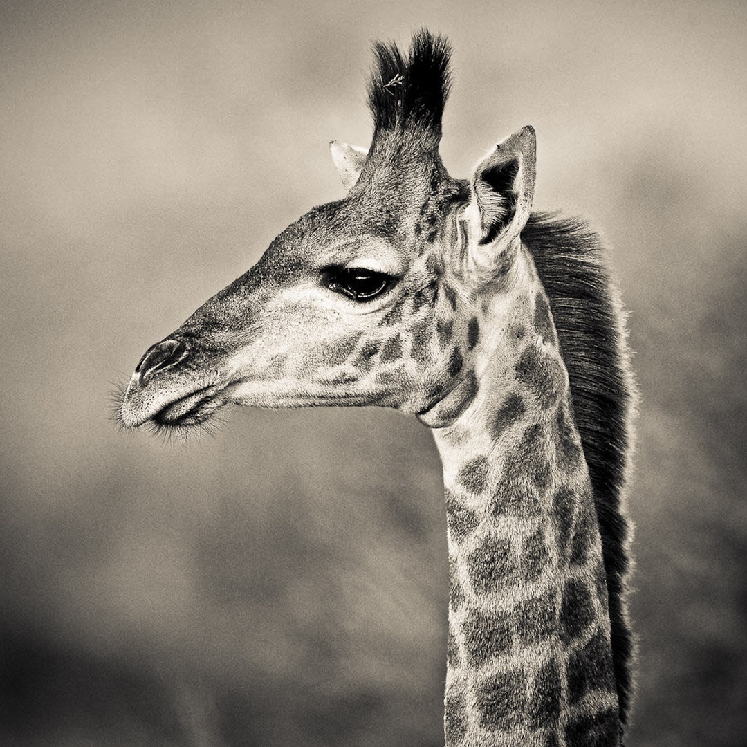 Portret by Gorazd Golob