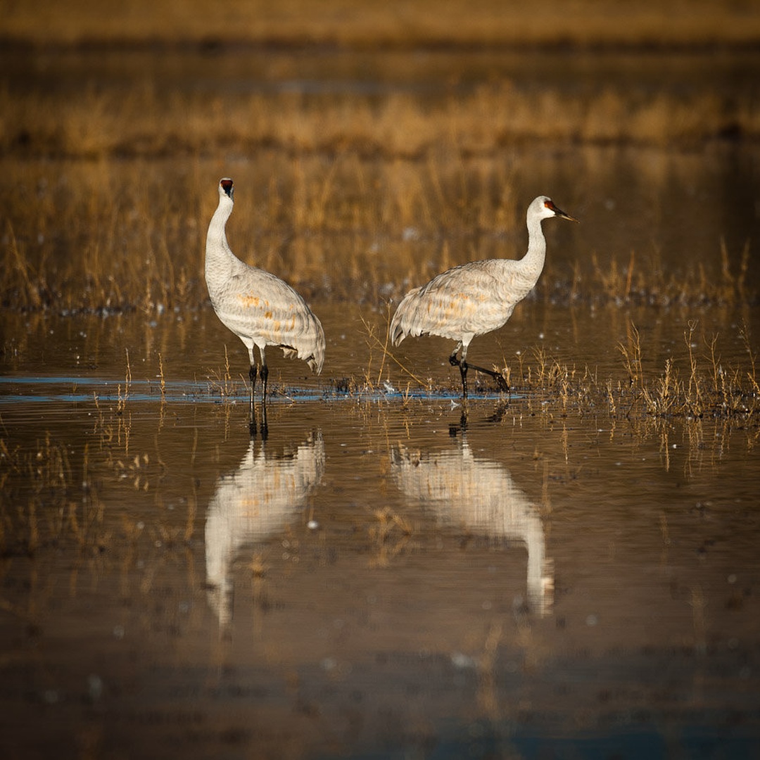 X by Gorazd Golob