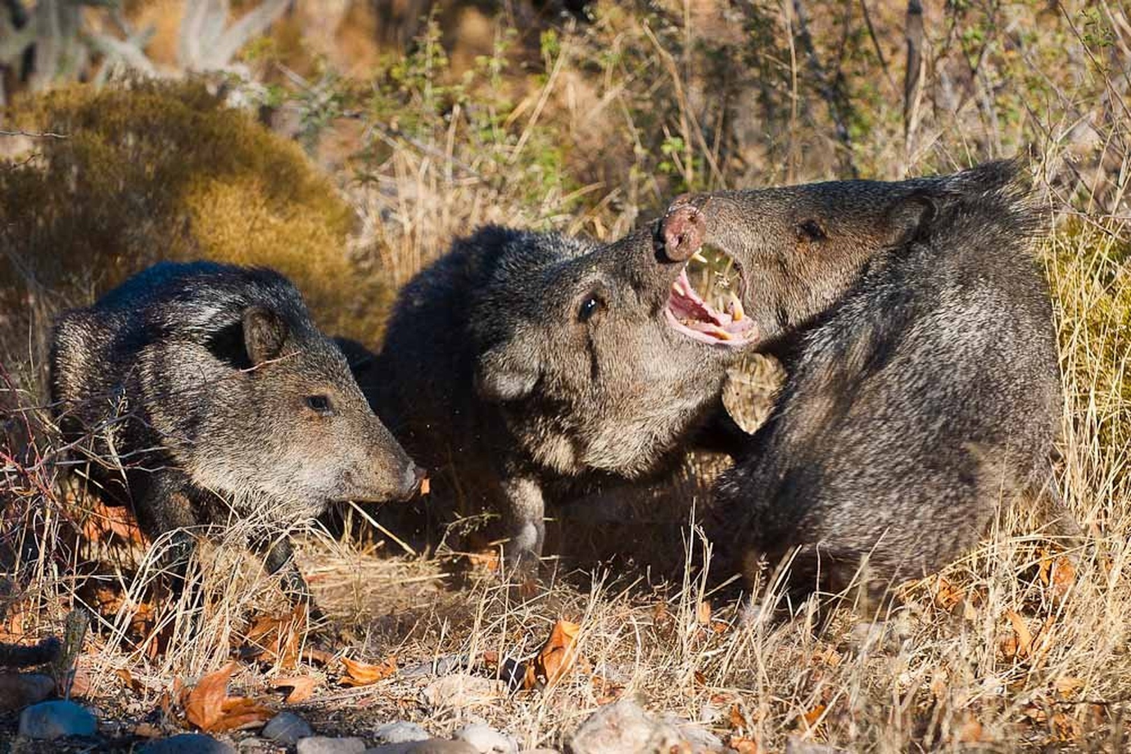 Fight by Gorazd Golob
