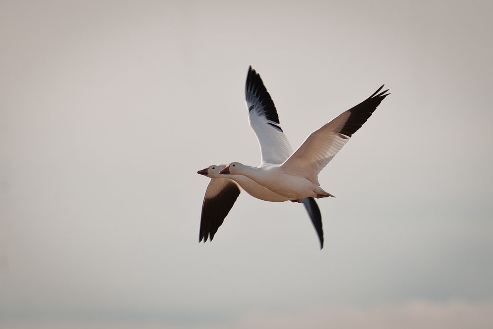 x-3 by Gorazd Golob