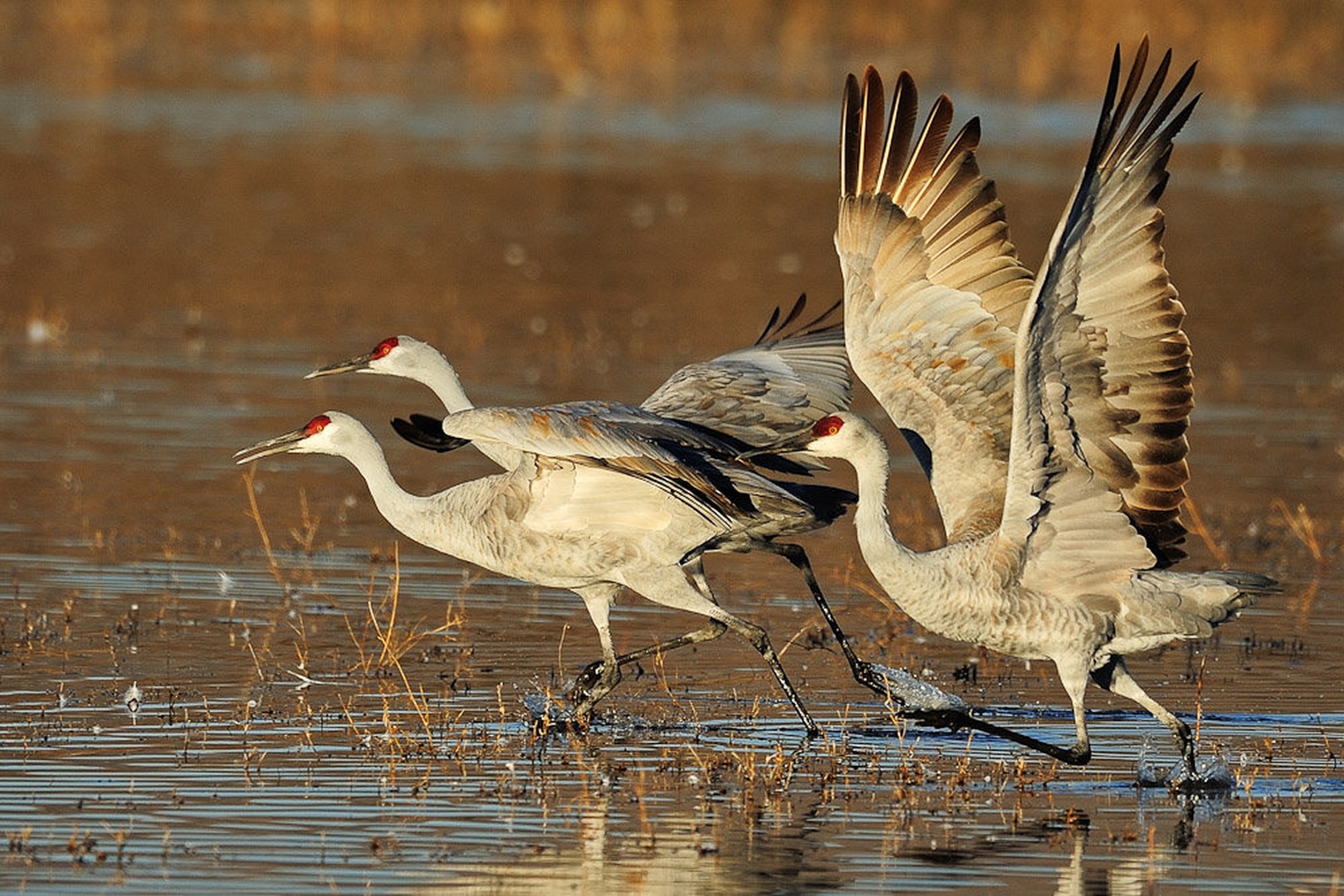 tekma by Gorazd Golob