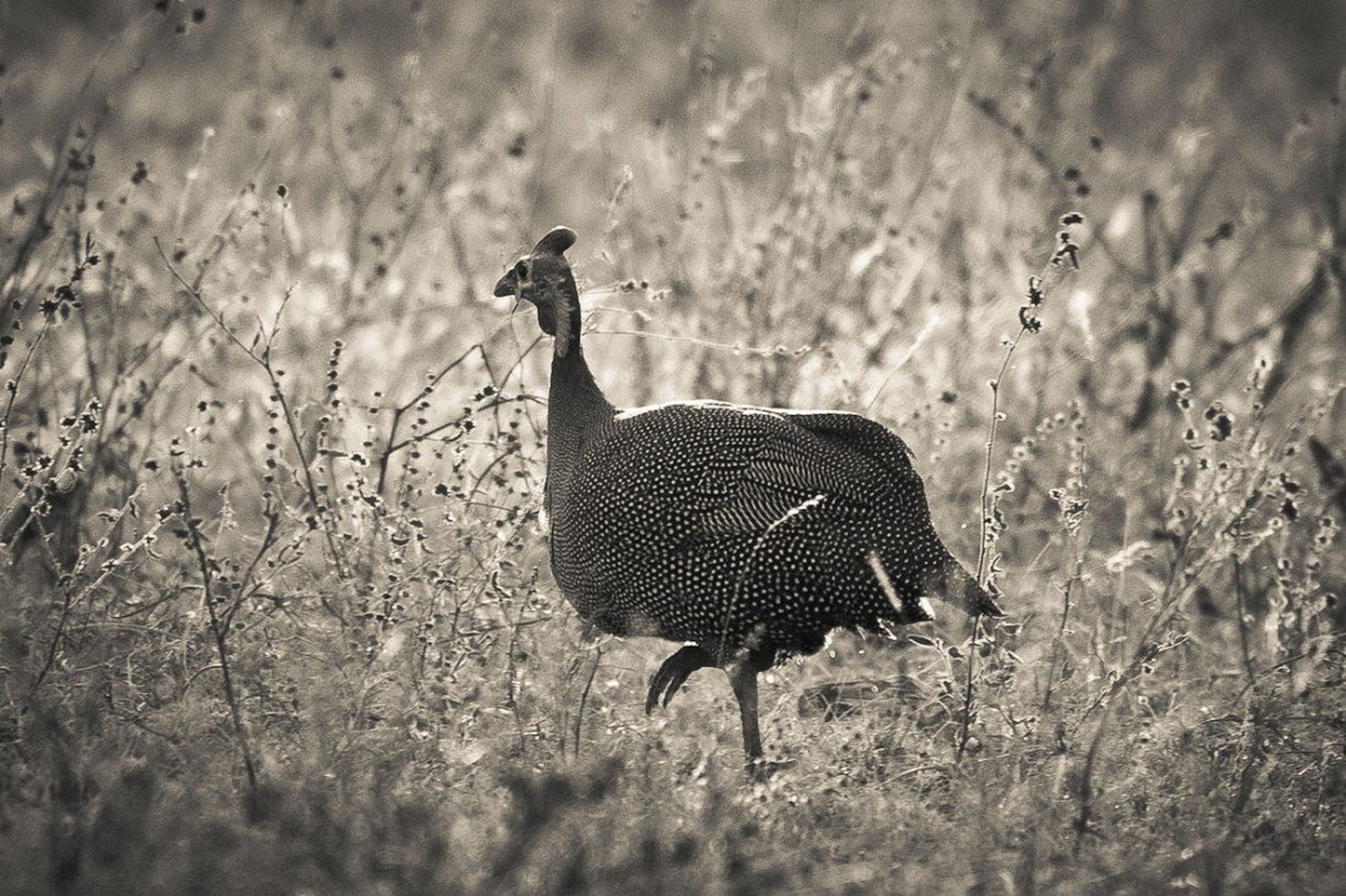 Pegatka by Gorazd Golob