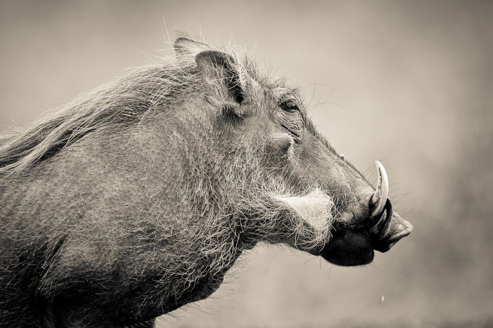 Brka by Gorazd Golob