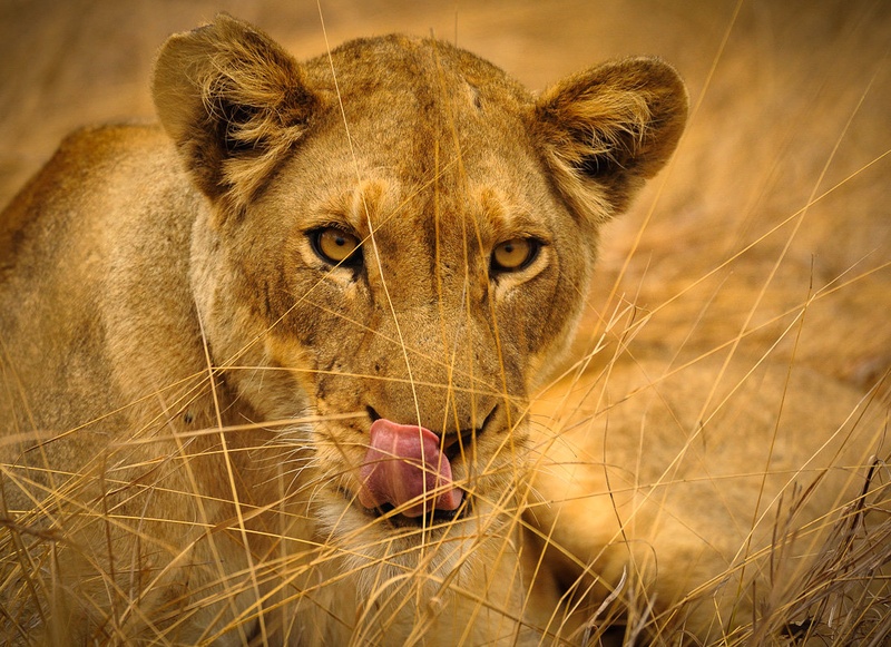 Malica? by Gorazd Golob