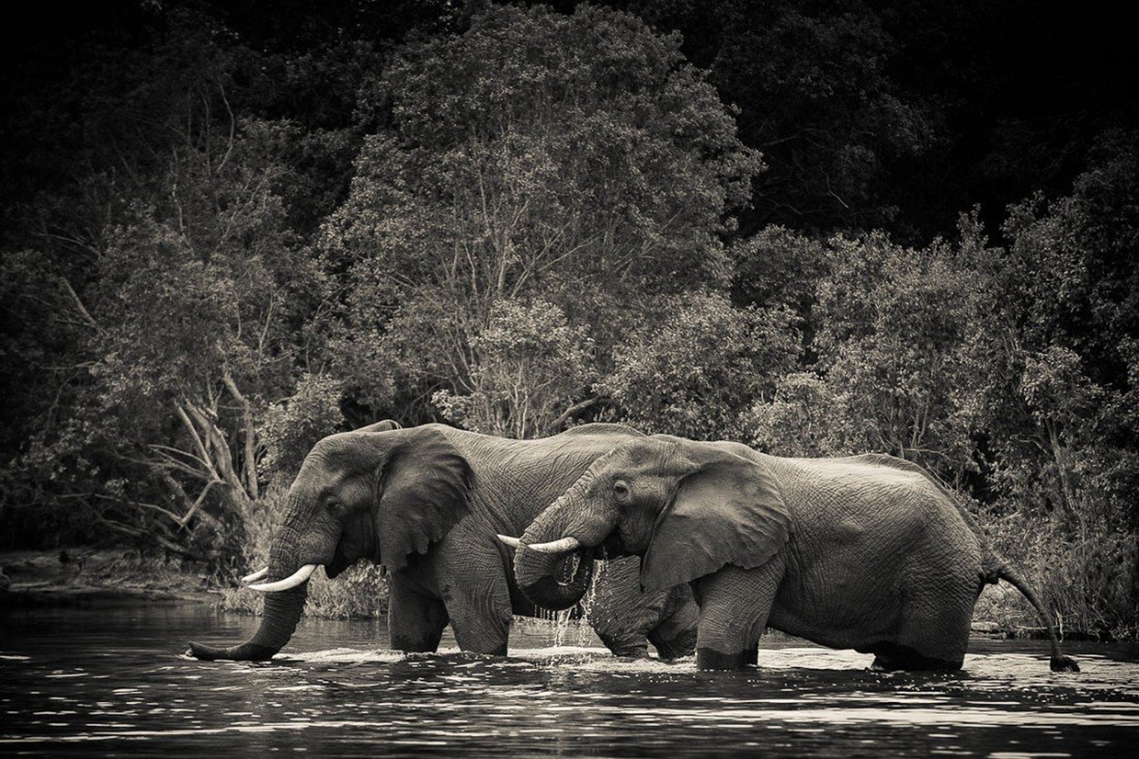 Kafue by Gorazd Golob