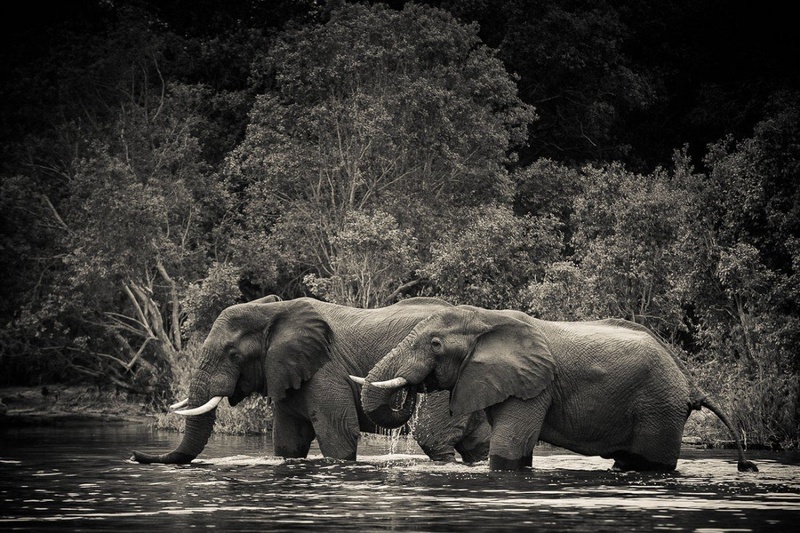 Kafue by Gorazd Golob