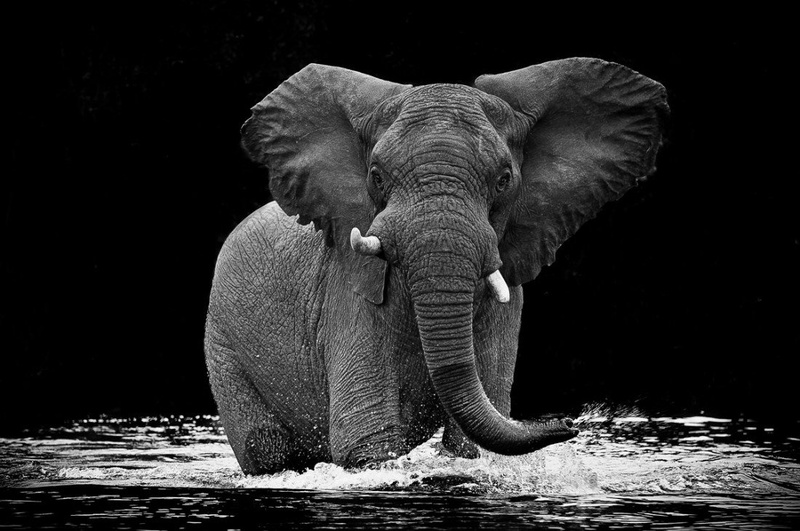 Slon by Gorazd Golob
