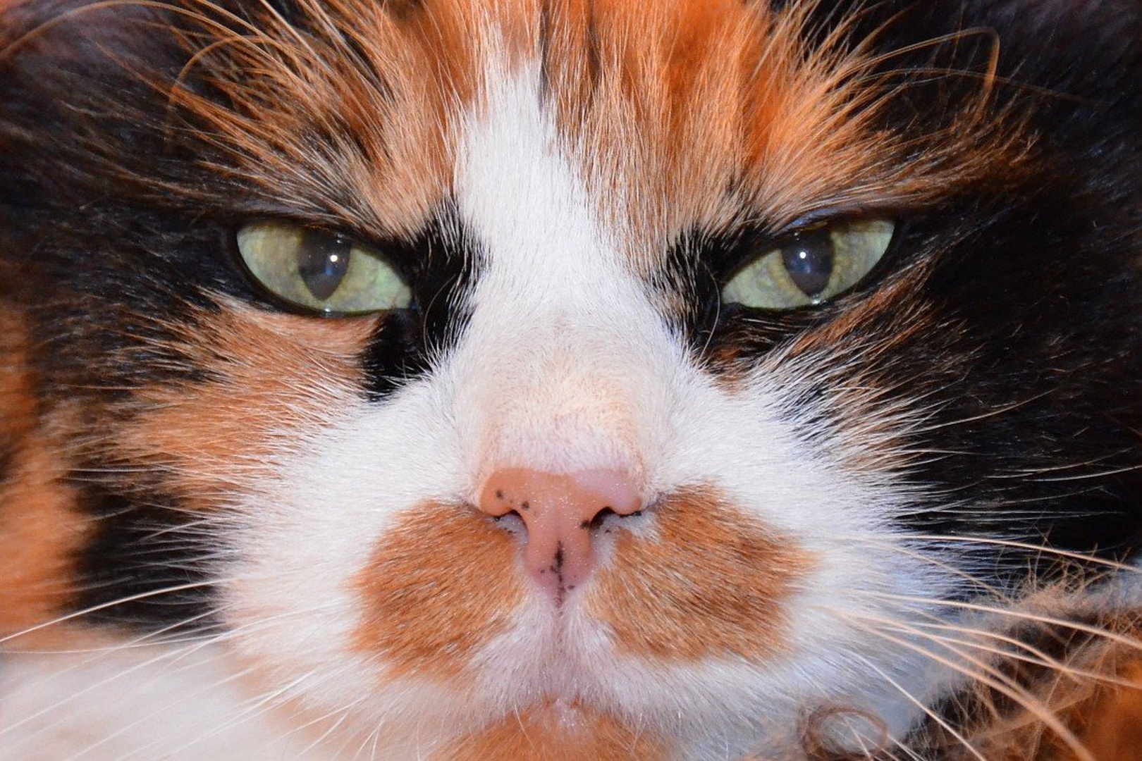 Ginger by