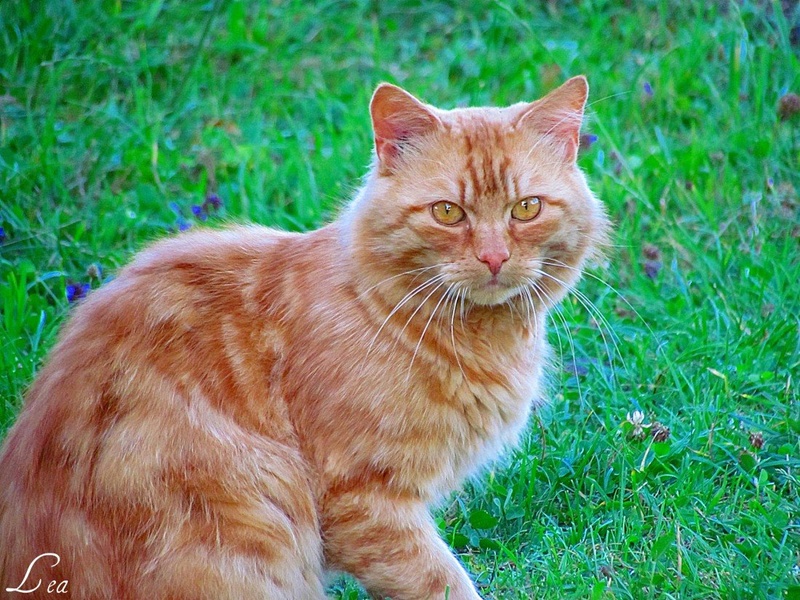 garfield by lea zidar