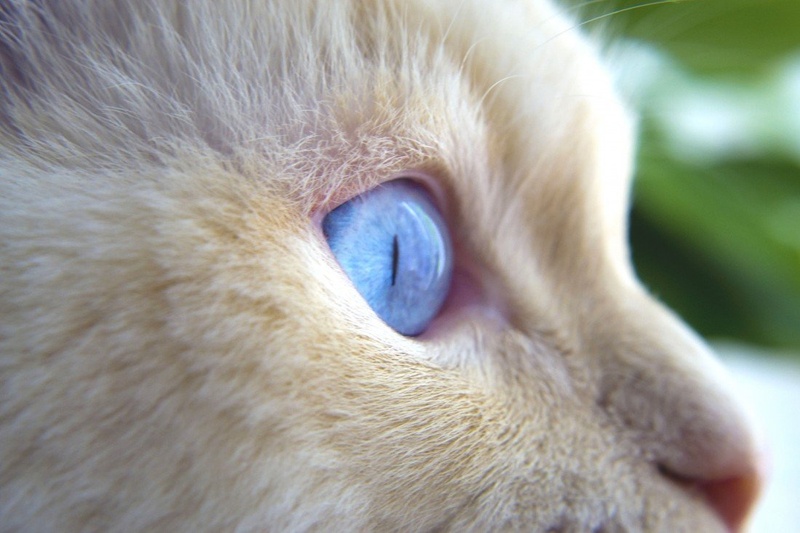 blueeye by Črt