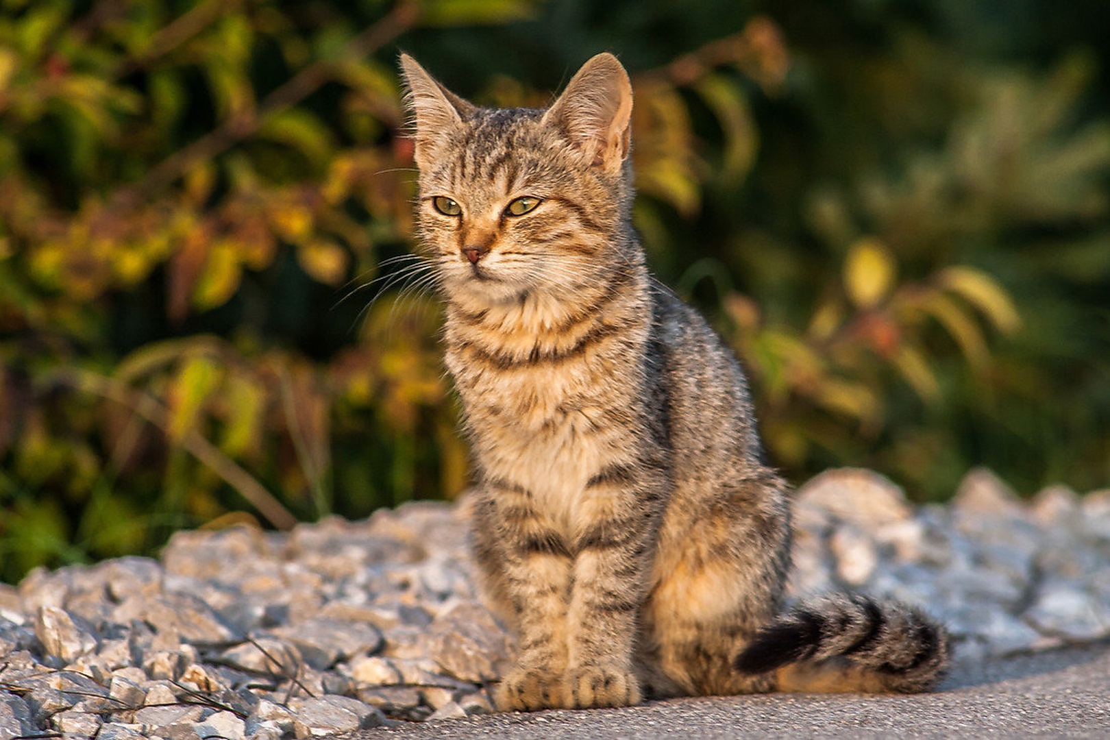 Kitty :D by Žiga Plahutar