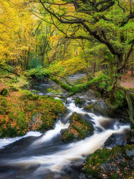 Tollymore forest park by Aljaz Vidmar