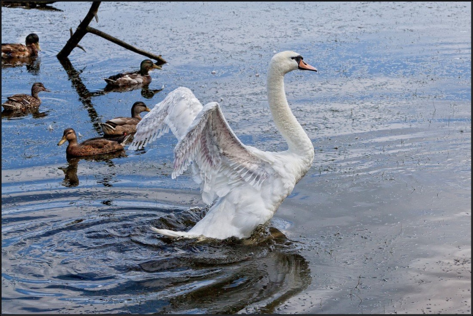 swan by Jack Houston