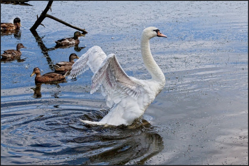 swan by Jack Houston
