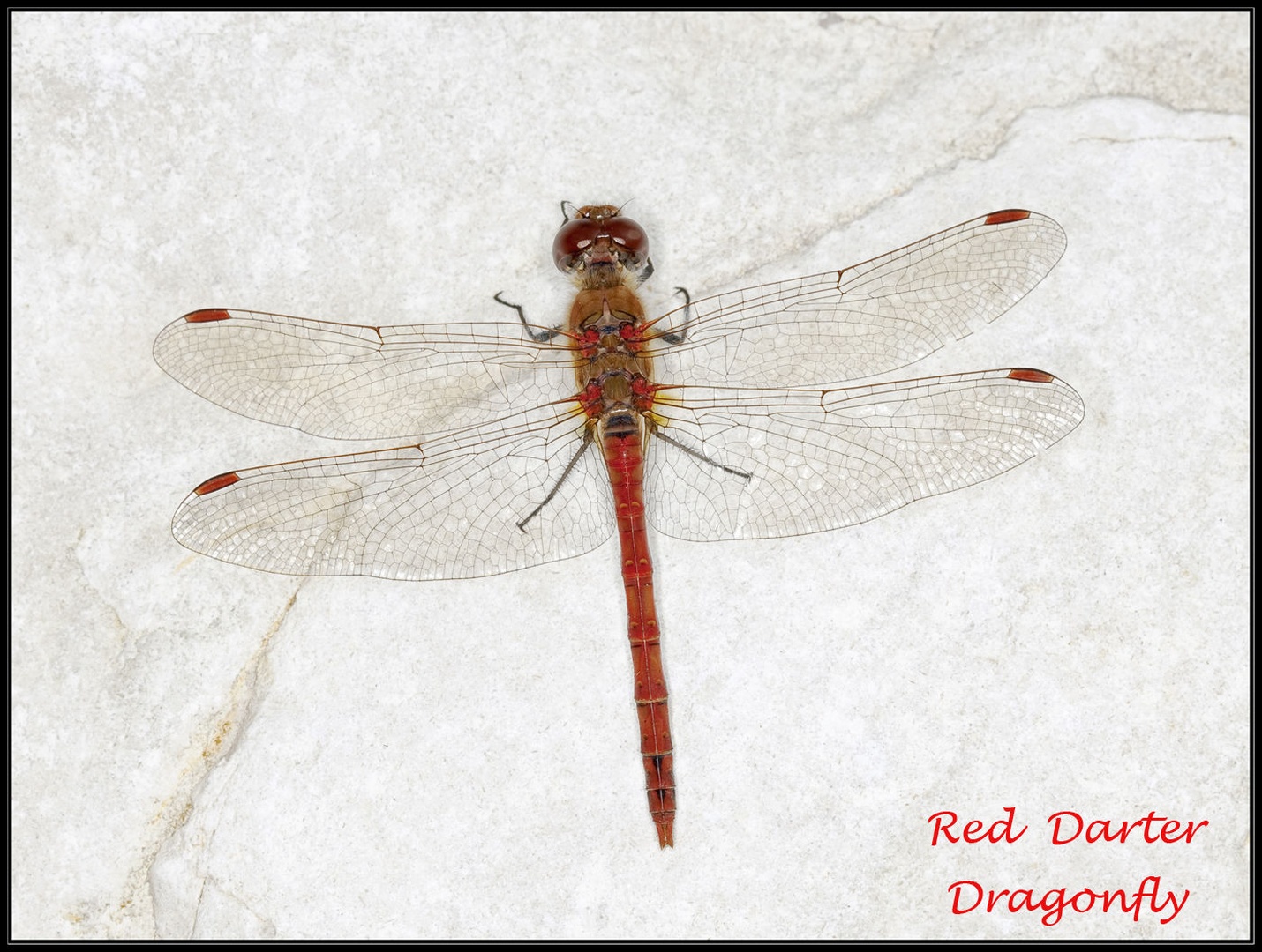 dragonfly by Jack Houston