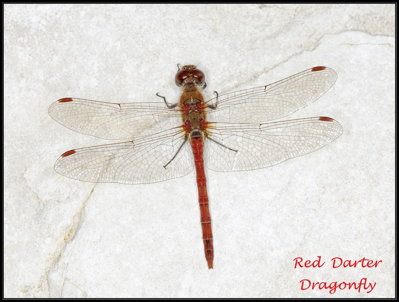dragonfly by Jack Houston