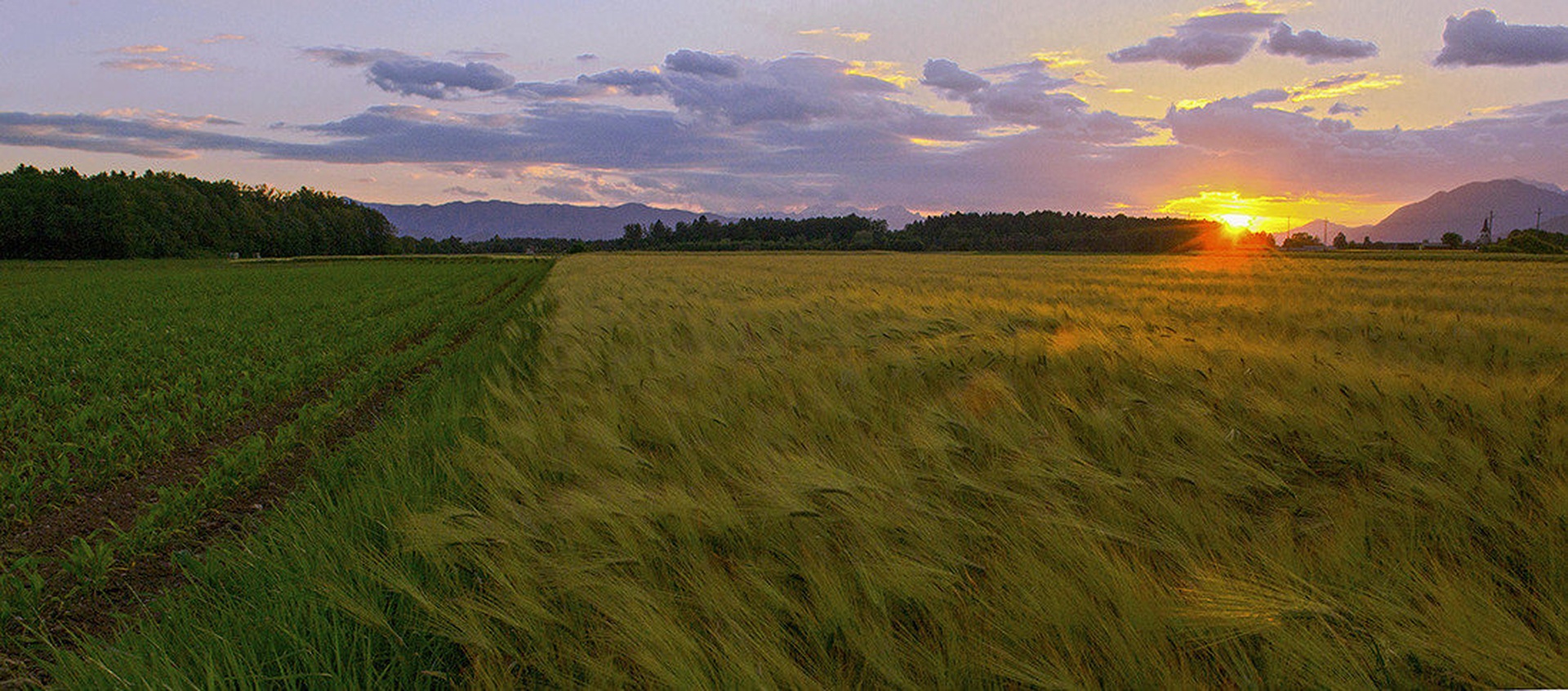 Žitno polje by Miro Ažman