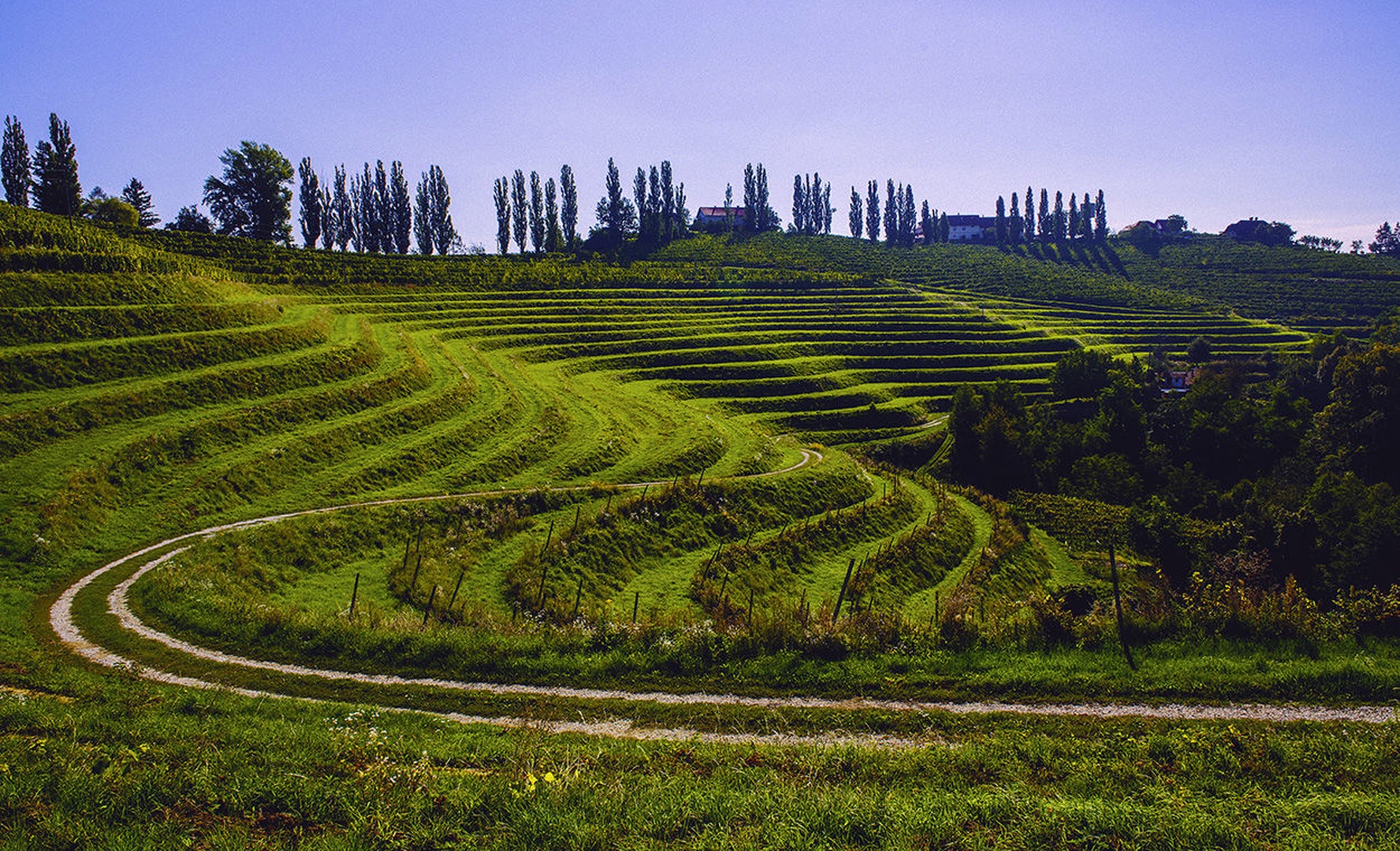 Vinogradniške krivulje by Miro Ažman