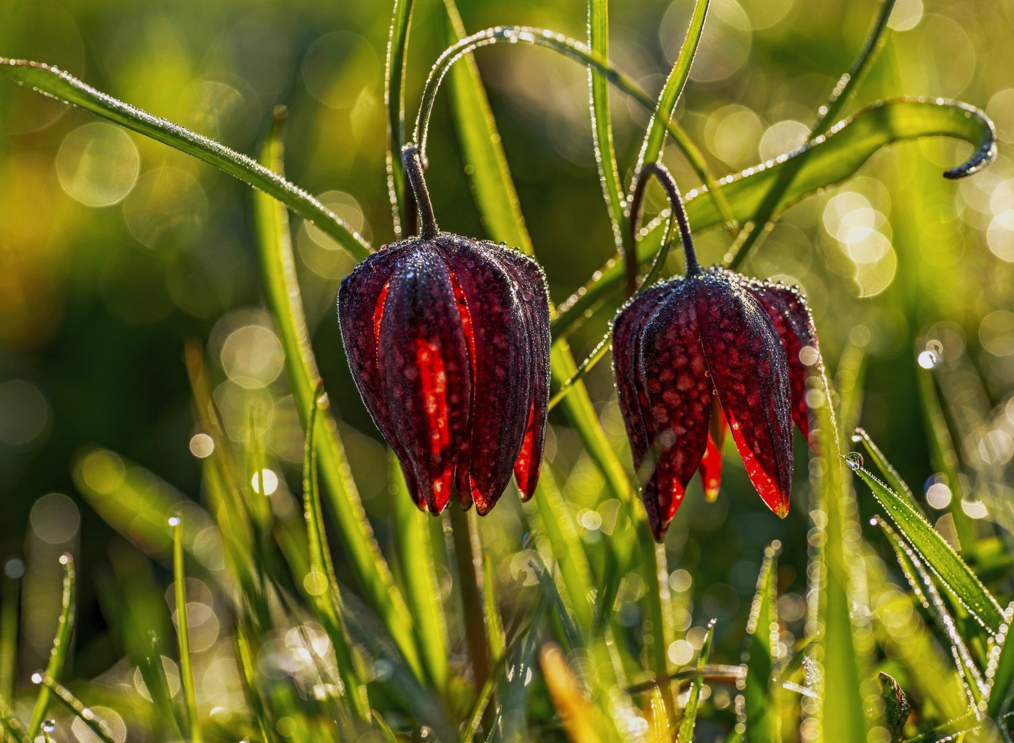 Barjanski tulipan by Miro Ažman