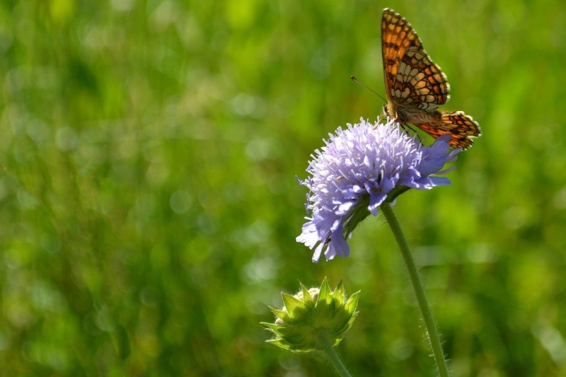 butterfly by /