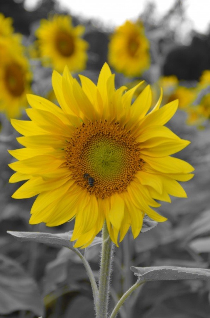 Sunflower and a little tiny worker on it... by Jana Jana