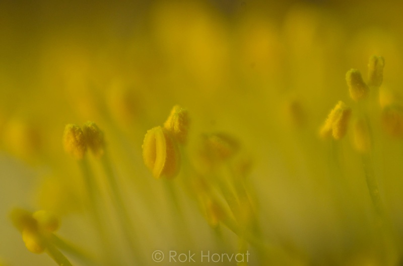 Spring is here! by Rok Horvat