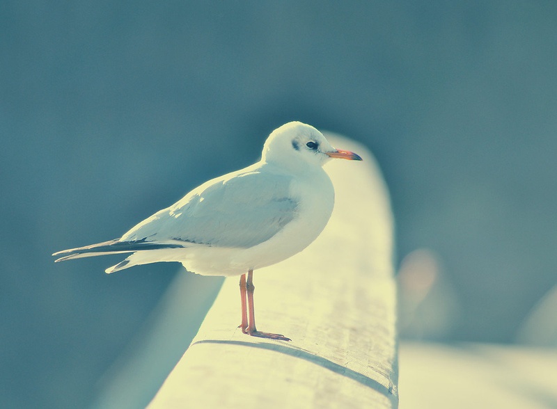 Bird by Rene Hajnžič