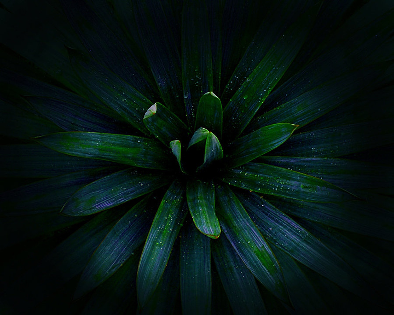 Design of nature by Gabrijela Pogačnik