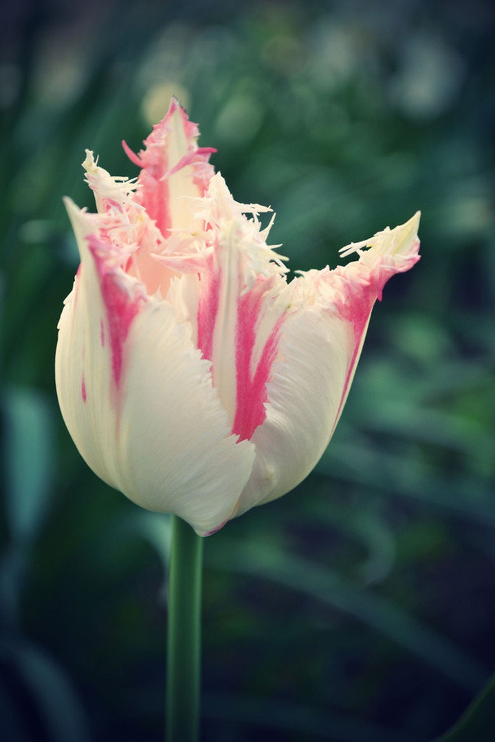 Tulipan by Anja