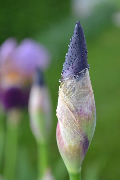 Iris by Anja