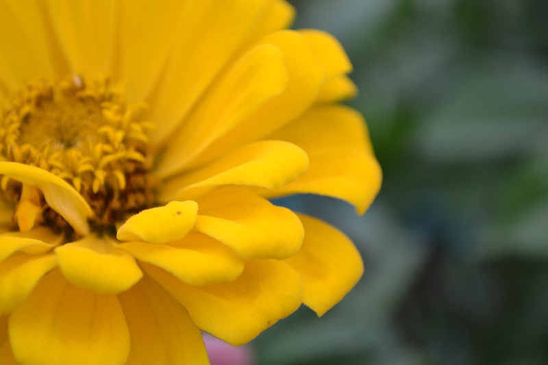 Gerbera by Anja