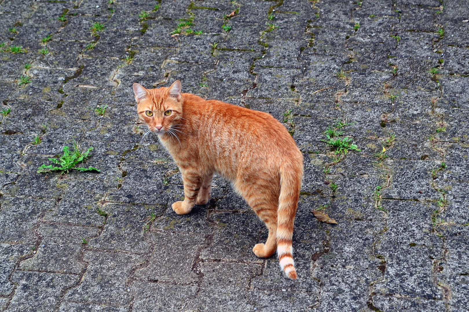 "Garfield" by Anja