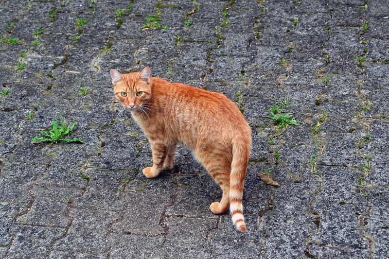 "Garfield" by Anja