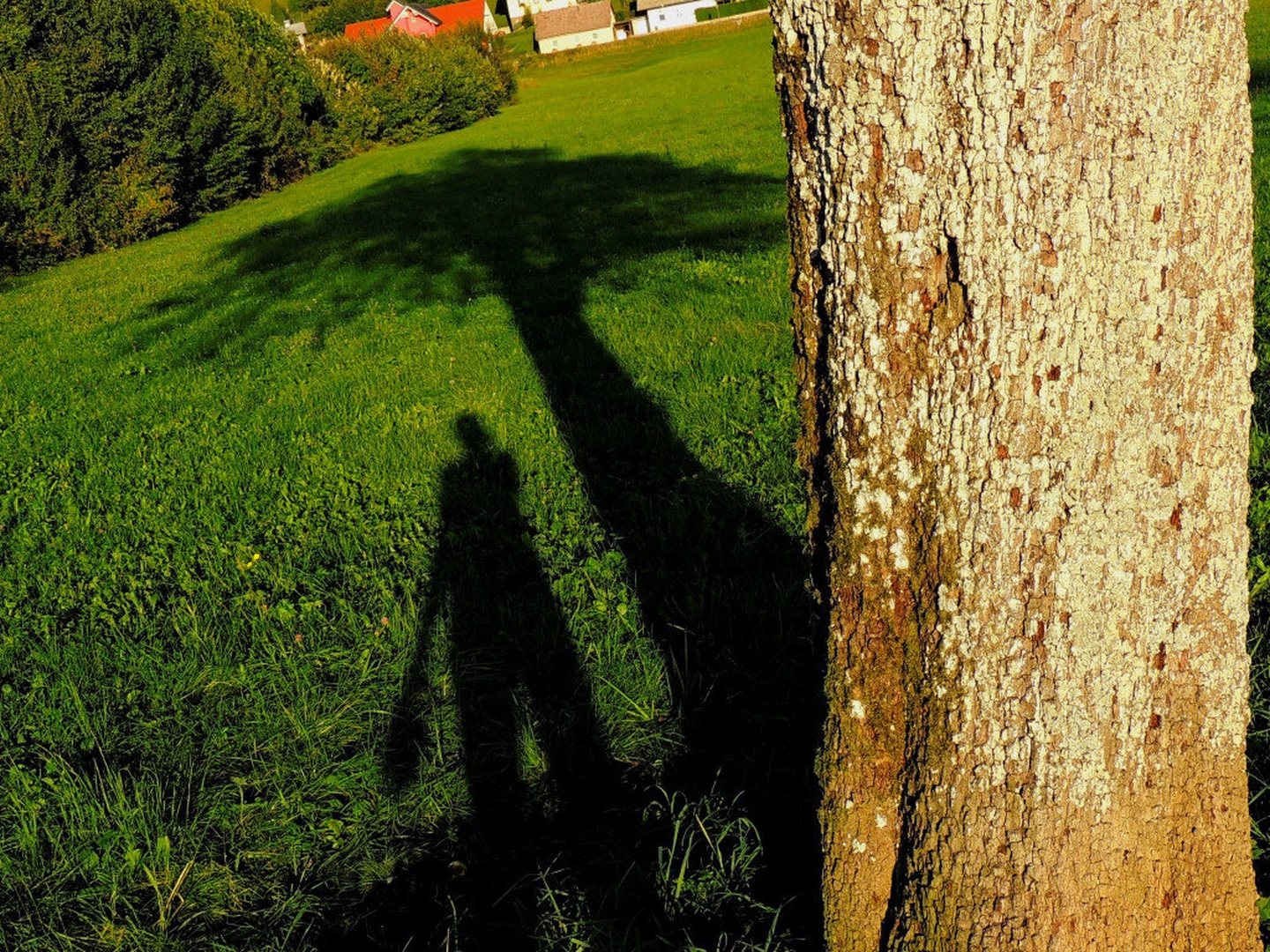 Shadows by Sandra Košnjek